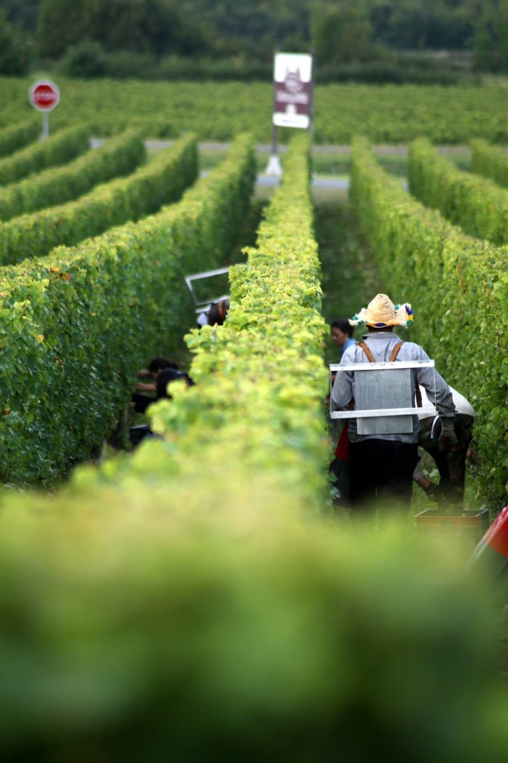 Winery business plan excel spreadsheet image